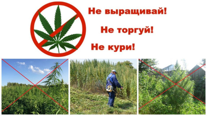 Информирование населения о последствиях незаконного культивирования наркотических растений и о необходимости принятия мер по уничтожению дикорастущей конопли.