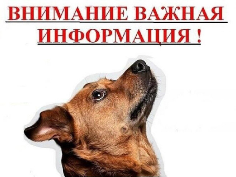 Памятка по обращению с домашними и безнадзорными животными. Памятка по обращению с домашними и безнадзорными животными.
